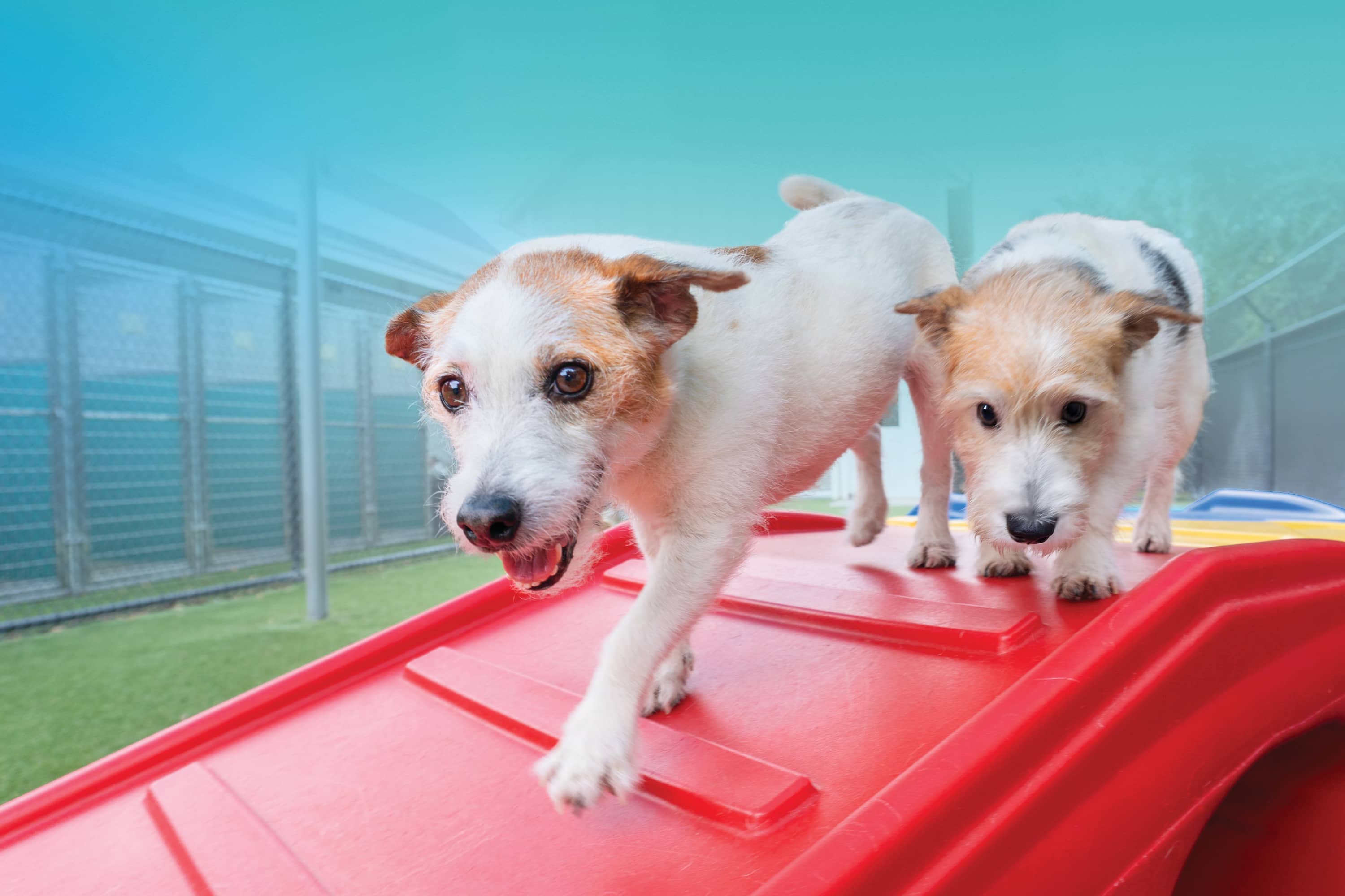 Pet Paradise Day Camp