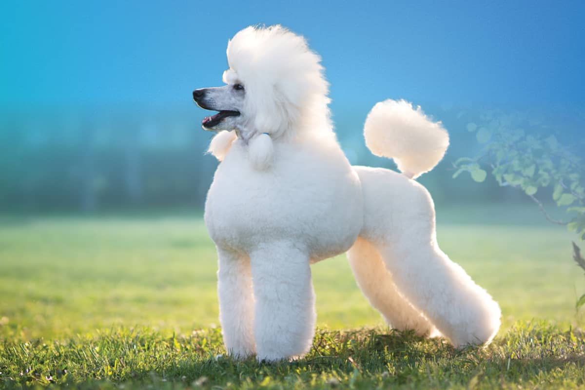 Pet Paradise Grooming